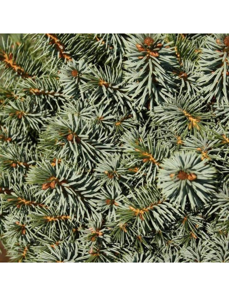 Świerk sitkajski Picea sitchensis Midget