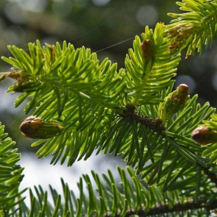 Świerk sitkajski Picea sitchensis
