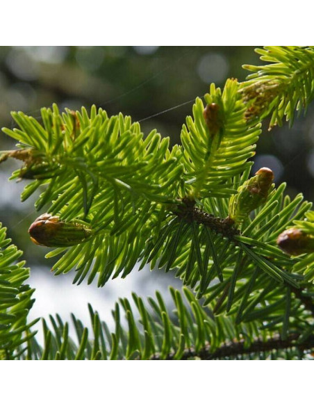 Świerk sitkajski Picea sitchensis