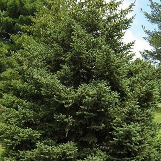Picea sitchensis Świerk sitkajski Picea sitchensis Świerk sitkajski