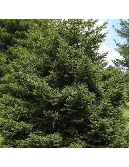 Picea sitchensis Świerk sitkajski