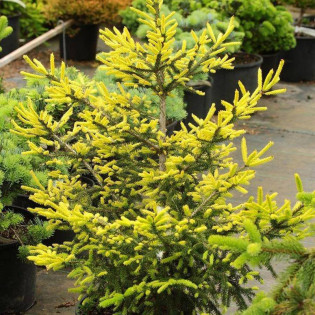 Wittboldt Picea orientalis Świerk kaukaski