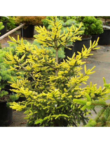 Wittboldt Picea orientalis Świerk kaukaski