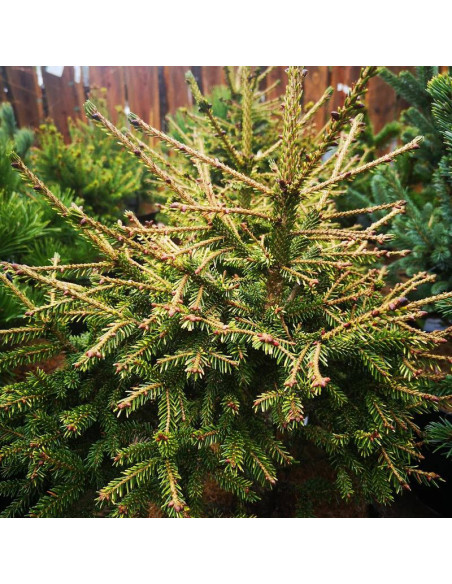 Świerk kaukaski Wittboldt Picea orientalis