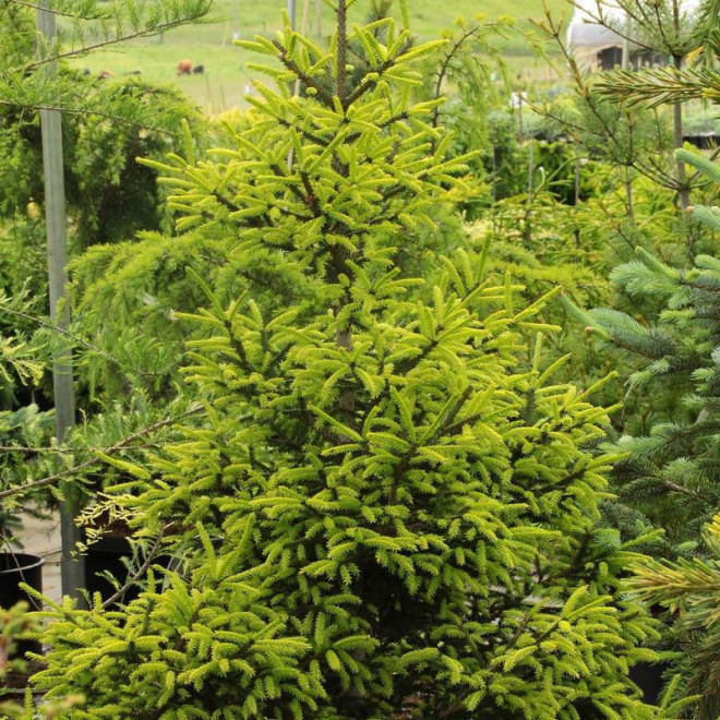 Świerk kaukaski Picea orientalis Wittboldt Świerk kaukaski Picea orientalis Wittboldt