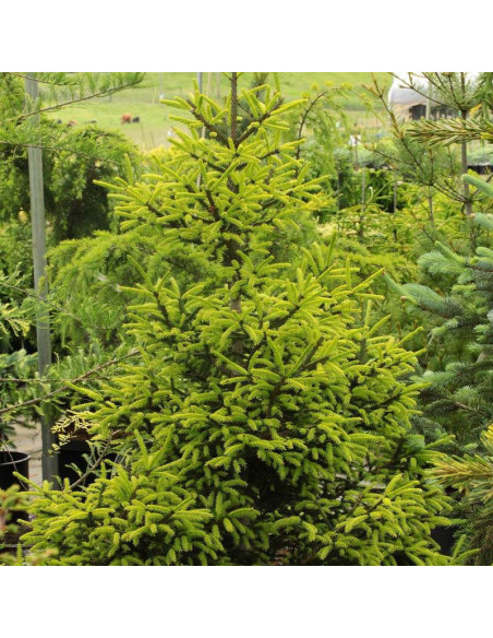 Świerk kaukaski Picea orientalis Wittboldt