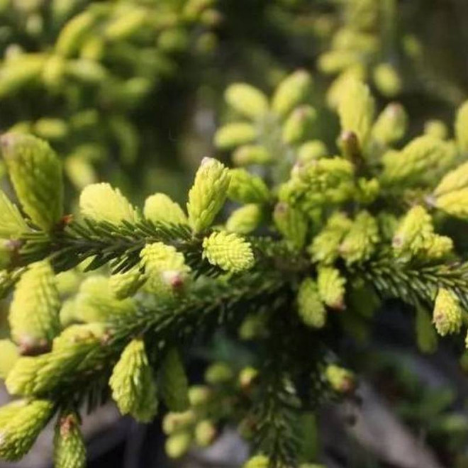 Sulphur Flush Picea orientalis Świerk kaukaski Sulphur Flush Picea orientalis Świerk kaukaski