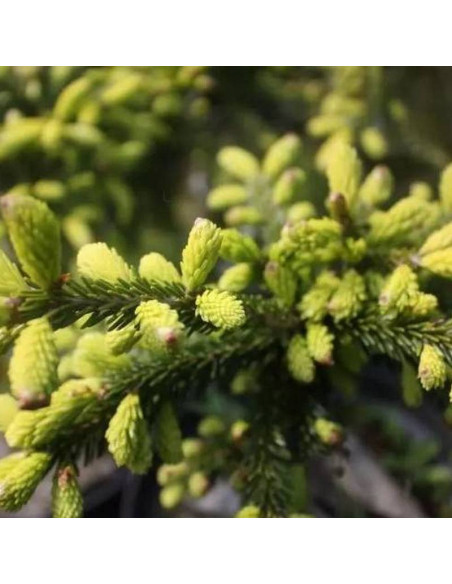 Sulphur Flush Picea orientalis Świerk kaukaski