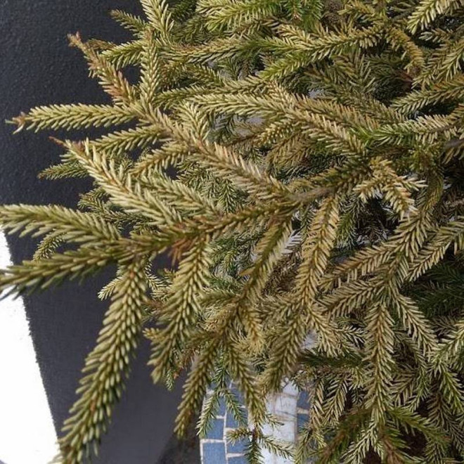 Świerk kaukaski Sulphur Flush Picea orientalis Świerk kaukaski Sulphur Flush Picea orientalis