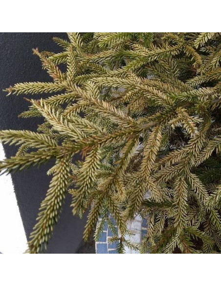 Świerk kaukaski Sulphur Flush Picea orientalis