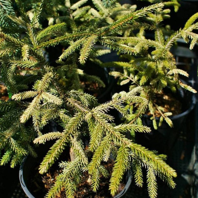 Świerk kaukaski Picea orientalis Sulphur Flush Świerk kaukaski Picea orientalis Sulphur Flush