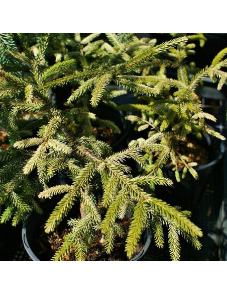 Świerk kaukaski Picea orientalis Sulphur Flush