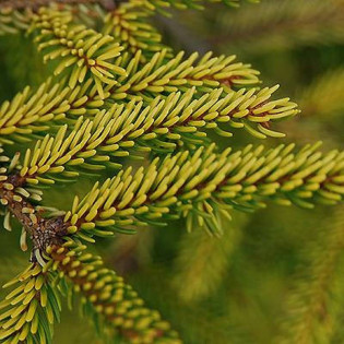 Skylands Picea orientalis Świerk kaukaski
