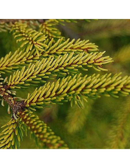 Skylands Picea orientalis Świerk kaukaski