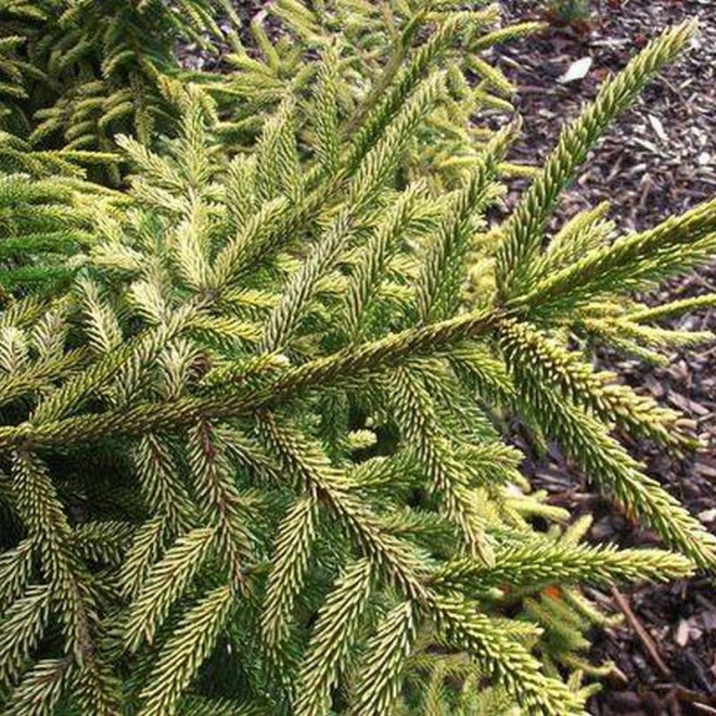 Świerk kaukaski Skylands Picea orientalis Świerk kaukaski Skylands Picea orientalis