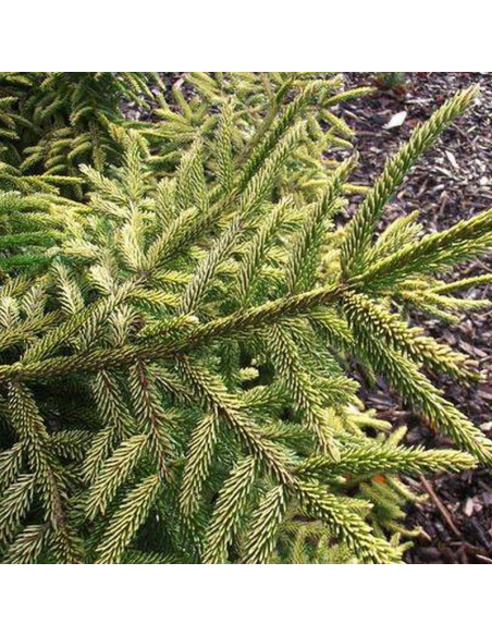 Świerk kaukaski Skylands Picea orientalis