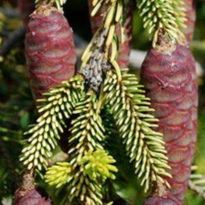 Świerk kaukaski Picea orientalis Skylands Świerk kaukaski Picea orientalis Skylands