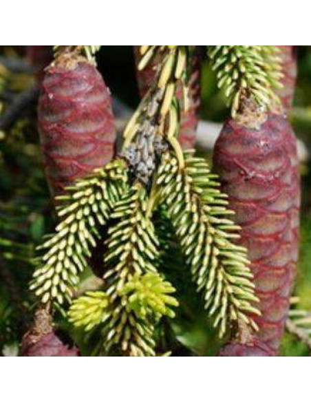 Świerk kaukaski Picea orientalis Skylands