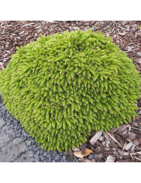 Prof. Langner Picea orientalis Świerk kaukaski