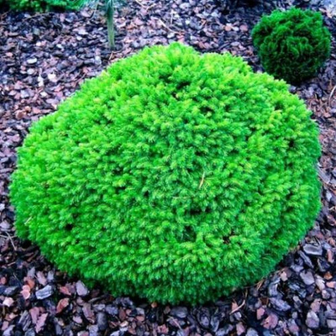 Świerk kaukaski Prof. Langner Picea orientalis