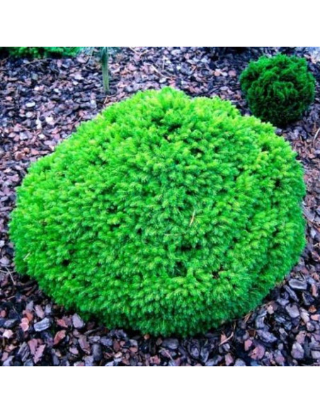 Świerk kaukaski Prof. Langner Picea orientalis