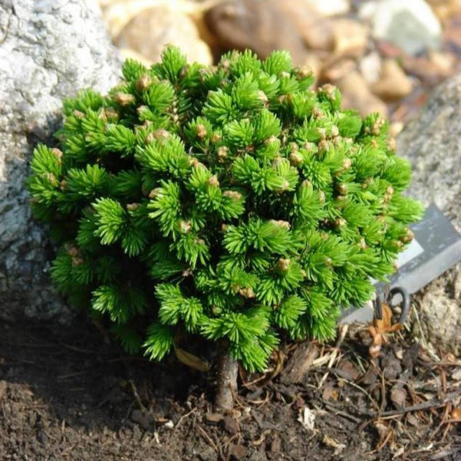 Świerk kaukaski Picea orientalis Prof. Langner