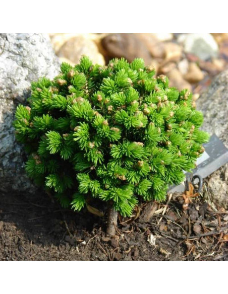 Świerk kaukaski Picea orientalis Prof. Langner