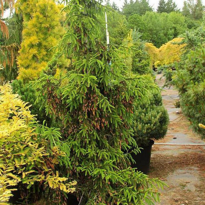 Świerk kaukaski Nutans Picea orientalis Świerk kaukaski Nutans Picea orientalis