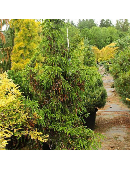 Świerk kaukaski Nutans Picea orientalis