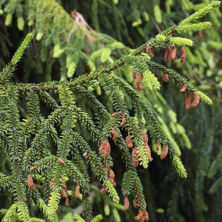 Świerk kaukaski Nutans Picea orientalis 2