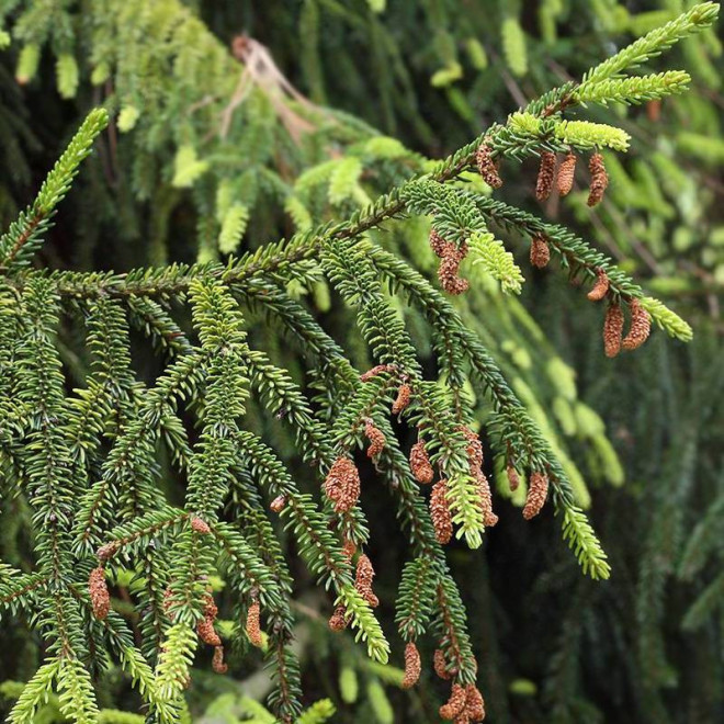 Nutans Picea orientalis Świerk kaukaski Nutans Picea orientalis Świerk kaukaski