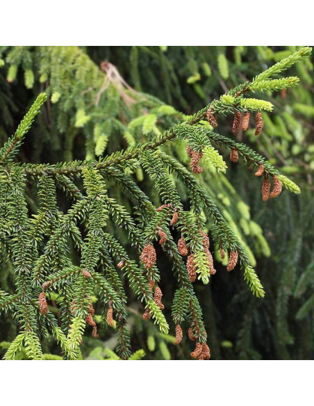 Nutans Picea orientalis Świerk kaukaski