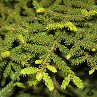 Świerk kaukaski Gracilis Picea orientalis