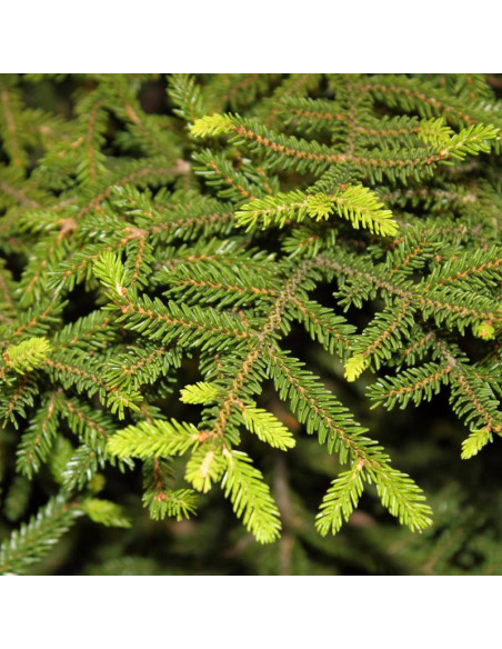 Świerk kaukaski Gracilis Picea orientalis