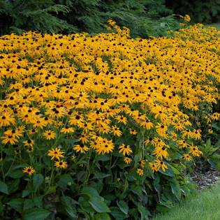 Rudbekia błyskotliwa Goldstrum Rudbeckia fulgida 2