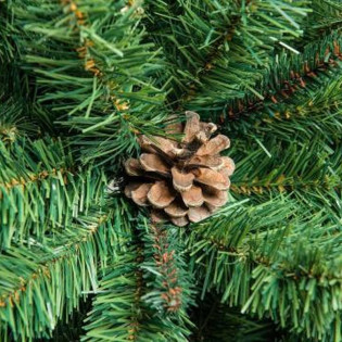 Świerk kaukaski Gracilis Picea orientalis 2