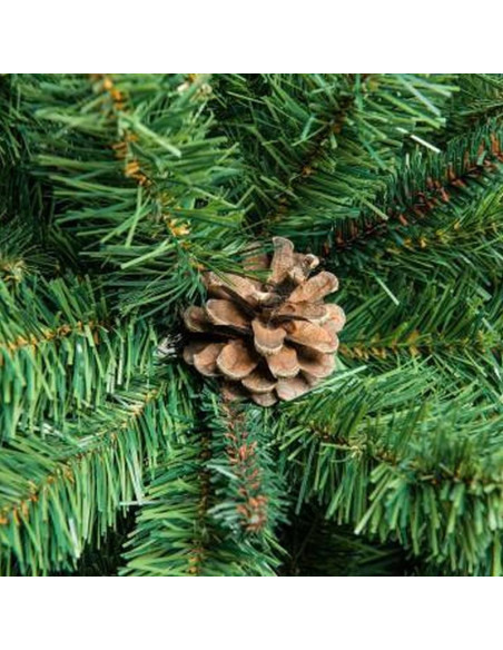 Gracilis Picea orientalis Świerk kaukaski