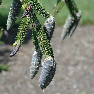 Gowdy Picea orientalis Świerk kaukaski