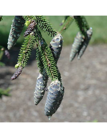 Gowdy Picea orientalis Świerk kaukaski