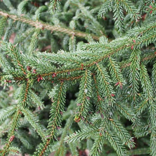 Gowdy Picea orientalis Świerk kaukaski 2