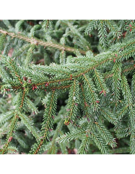 Świerk kaukaski Gowdy Picea orientalis