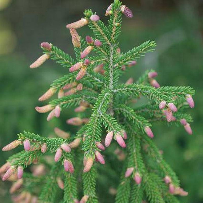 Świerk kaukaski Picea orientalis Gowdy