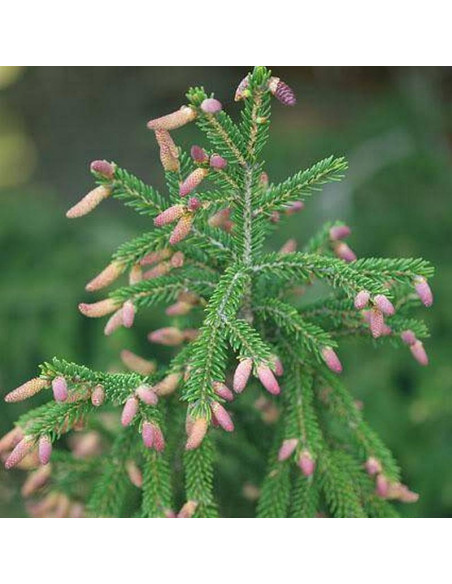 Świerk kaukaski Picea orientalis Gowdy