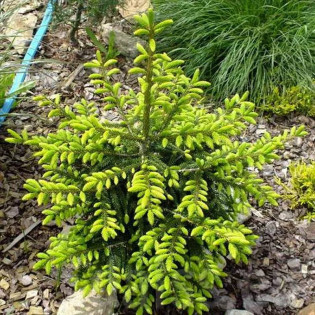 Golden Start Picea orientalis Świerk kaukaski