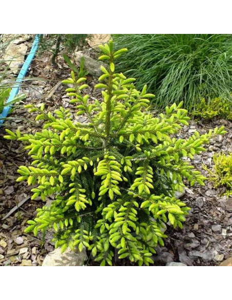 Golden Start Picea orientalis Świerk kaukaski