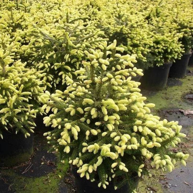 Świerk kaukaski Golden Start Picea orientalis Świerk kaukaski Golden Start Picea orientalis