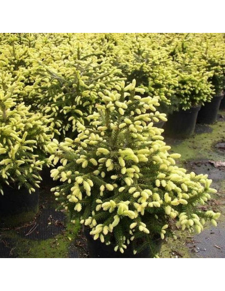 Świerk kaukaski Golden Start Picea orientalis