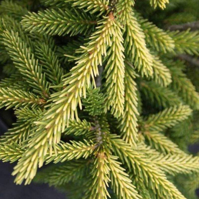 Świerk kaukaski Picea orientalis Golden Start Świerk kaukaski Picea orientalis Golden Start