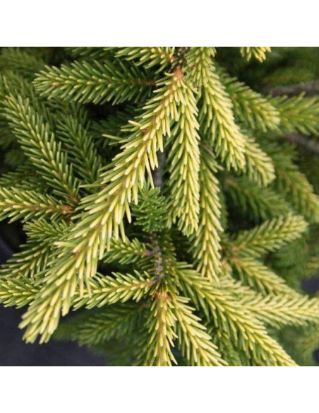 Świerk kaukaski Picea orientalis Golden Start