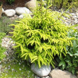 Early Gold Picea orientalis Świerk kaukaski